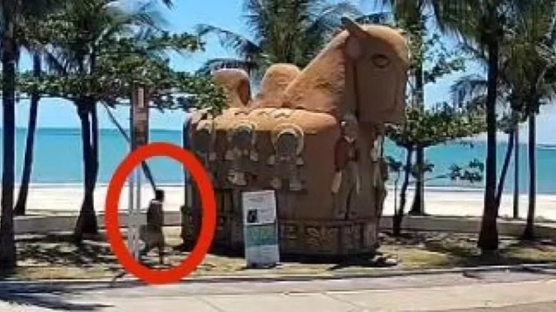 Segurança Cidadã divulga imagens do suspeito de atear fogo na escultura “O Boi”, no Jaraguá