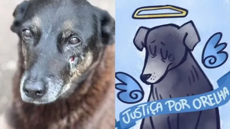 Cão orelha: o que se sabe sobre a morte do ‘mascote’ da Praia Brava