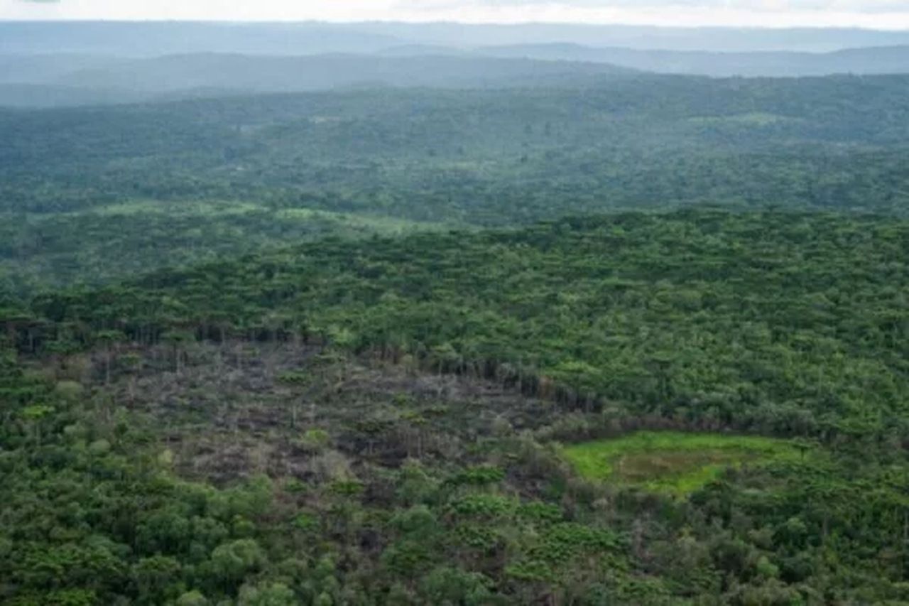 Desmatamento na Mata Atlântica tem queda de 42% de janeiro a maio