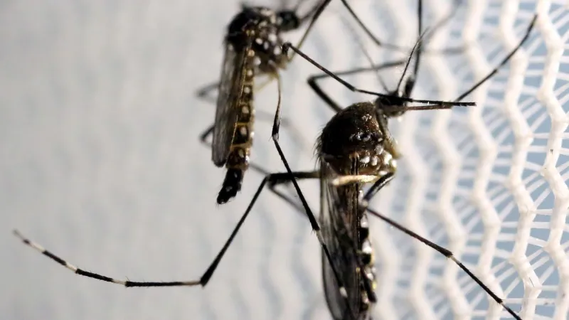 Aedes aegypti: quase metade dos municípios está em alerta ou risco