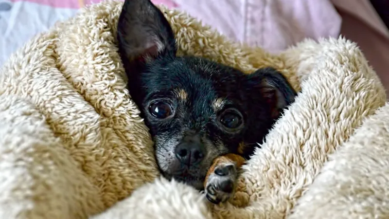 Fogos de artifício e festejos de finais de ano podem causar estresse e ansiedade nos cães