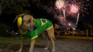 7 dicas para proteger os pets do estresse causado pelo barulho das comemorações dos jogos