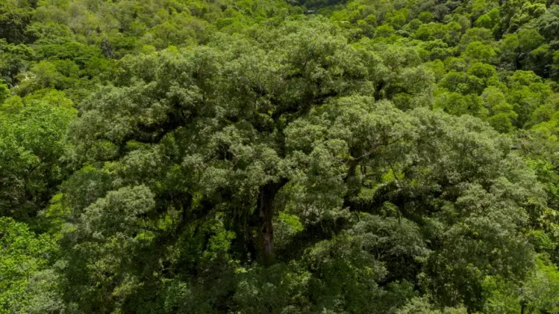 Desmatamento da Mata Atlântica tem queda de 28% em um ano