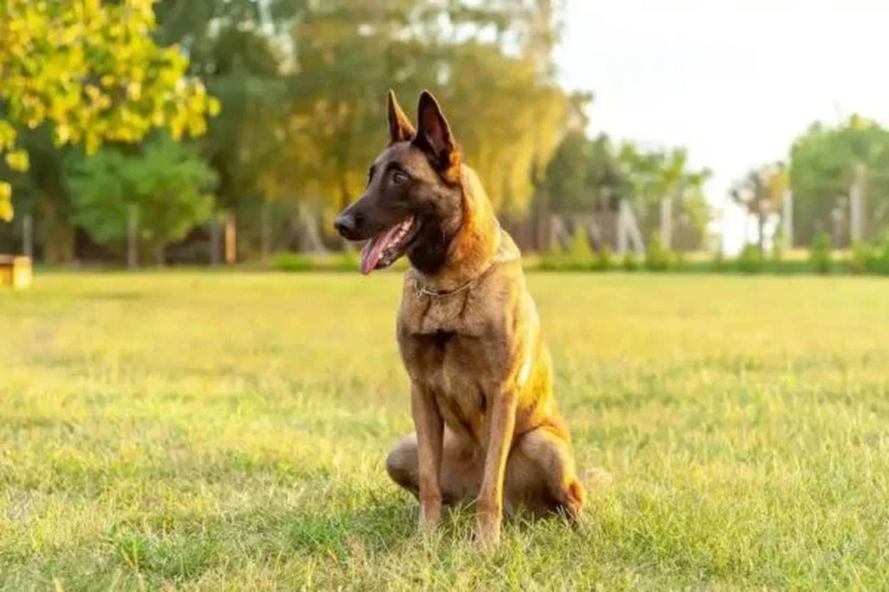 Saiba por que o Pastor Belga Malinois é o cão mais inteligente do mundo