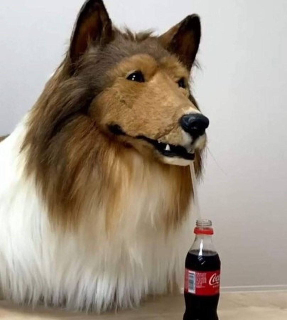 Japonês paga R$ 68 mil para "virar" cachorro: "Sonhava em ser esse animal"