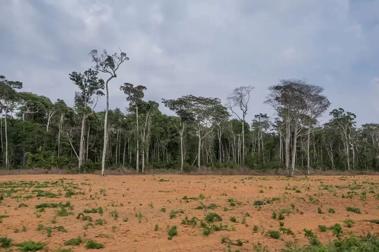 Desmatamento no Cerrado cresceu 32,4% em 2022, diz MapBiomas Alerta