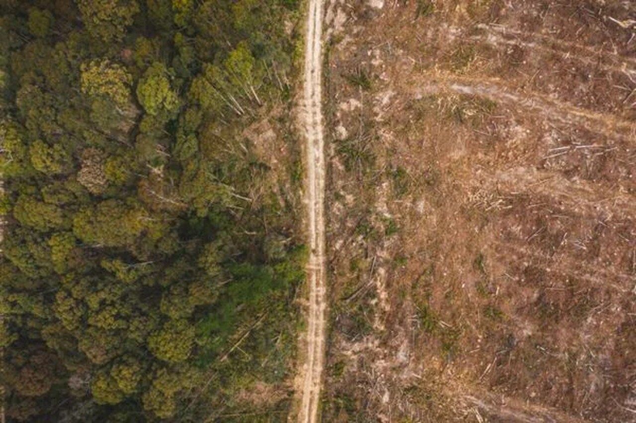 Desmatamento na Amazônia caiu 33,6% no primeiro semestre, segundo Inpe