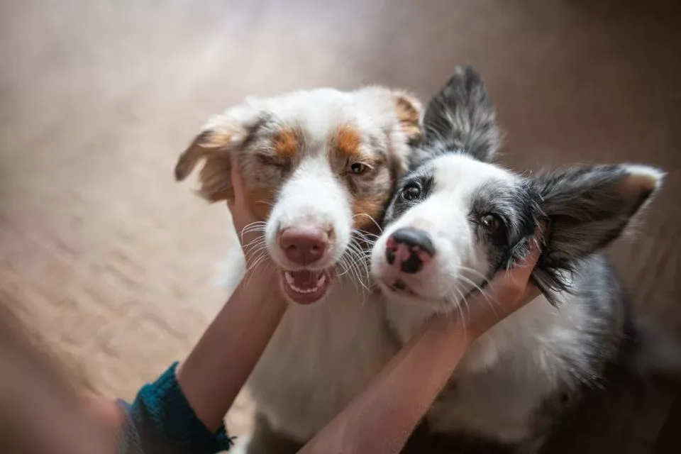 Fazer carinho em cachorro é bom para o cérebro, afirma estudo
