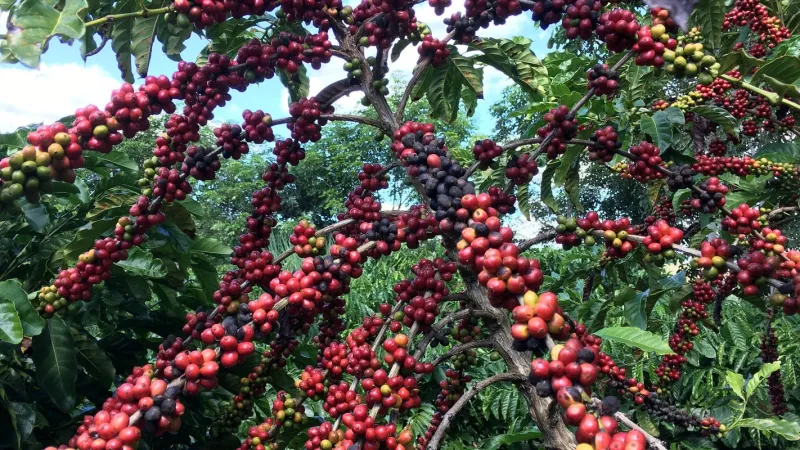 Exigências regulatórias da UE podem embarreirar pequenos cafeicultores
