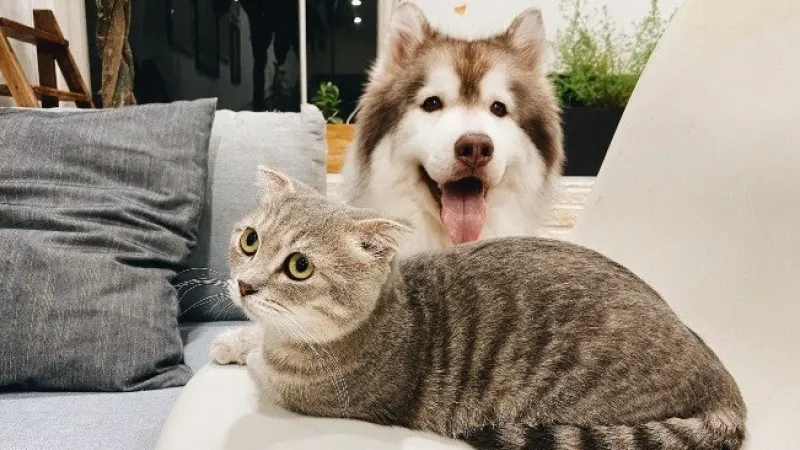 Veja dicas para evitar que o seu pet suba no sofá