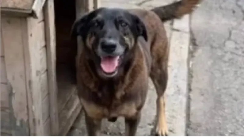 Caso do cão Orelha impulsiona três propostas contra crueldade animal no Senado