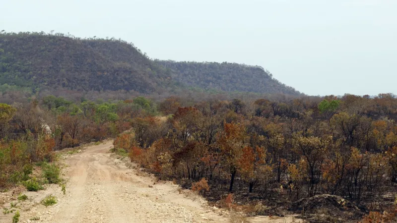 Mapbiomas: menor vegetação nativa expõe mais o país ao El Niño