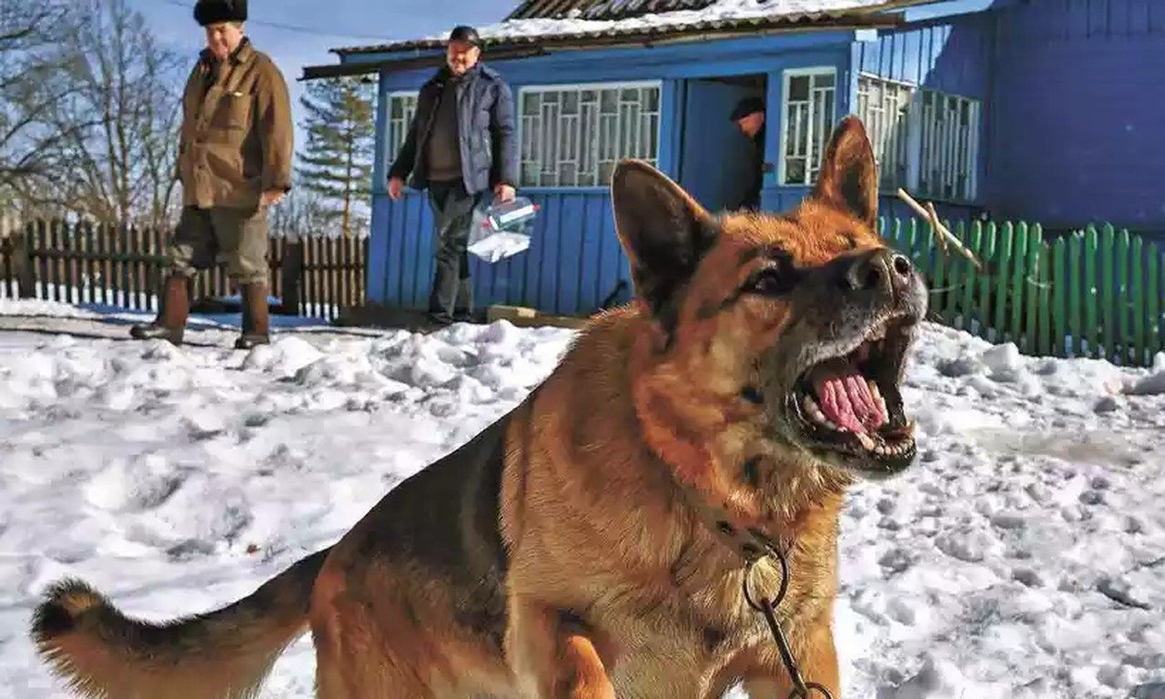 Sob controle: como lidar com a agressividade dos pets
