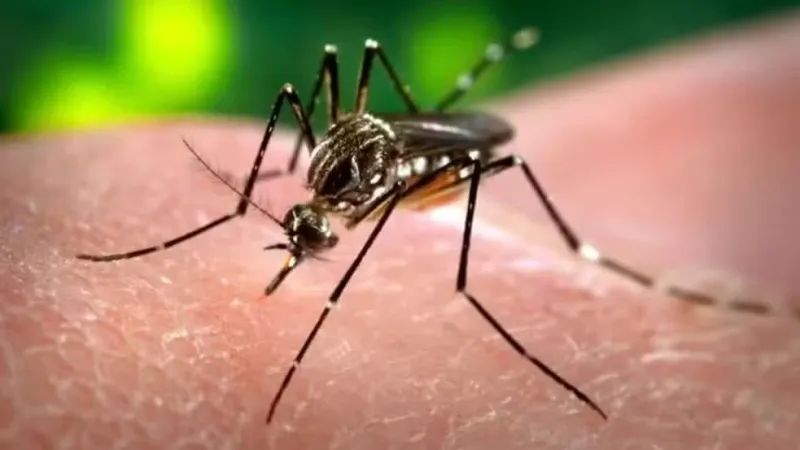Alagoas registra mais de 8 mil casos de arboviroses