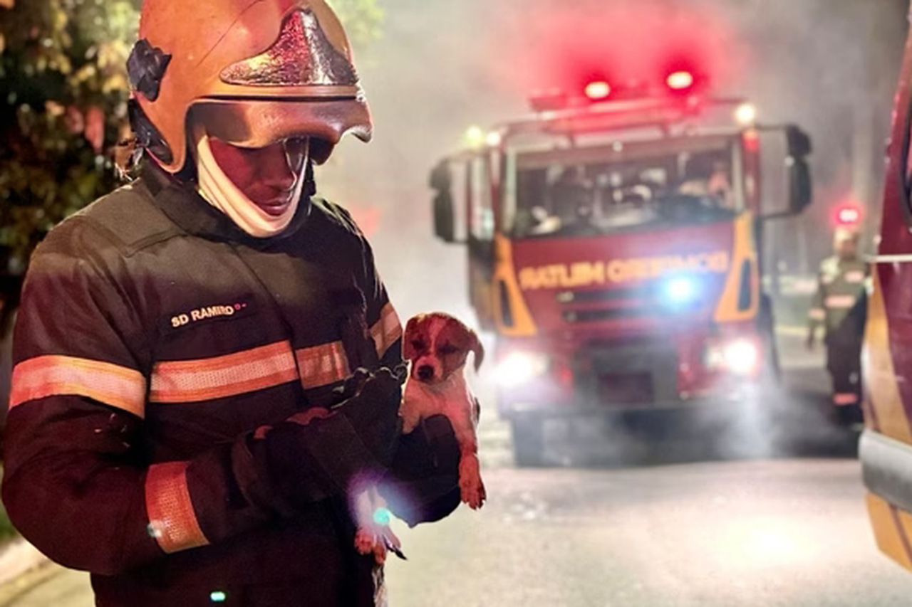 Bombeiros salvam cãozinho durante incêndio em Goiânia. 