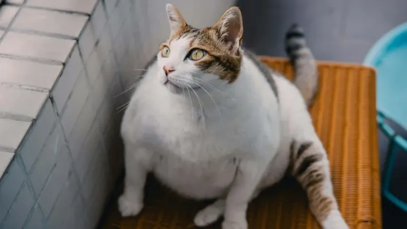 Saiba como ajudar seu cão ou gato a emagrecer com segurança e ciência