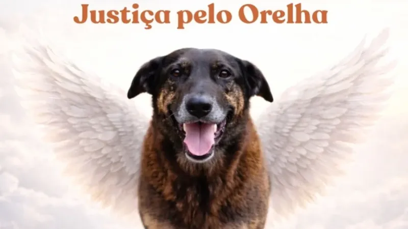 Cão Orelha: quem são os três indiciados por coação em Florianópolis