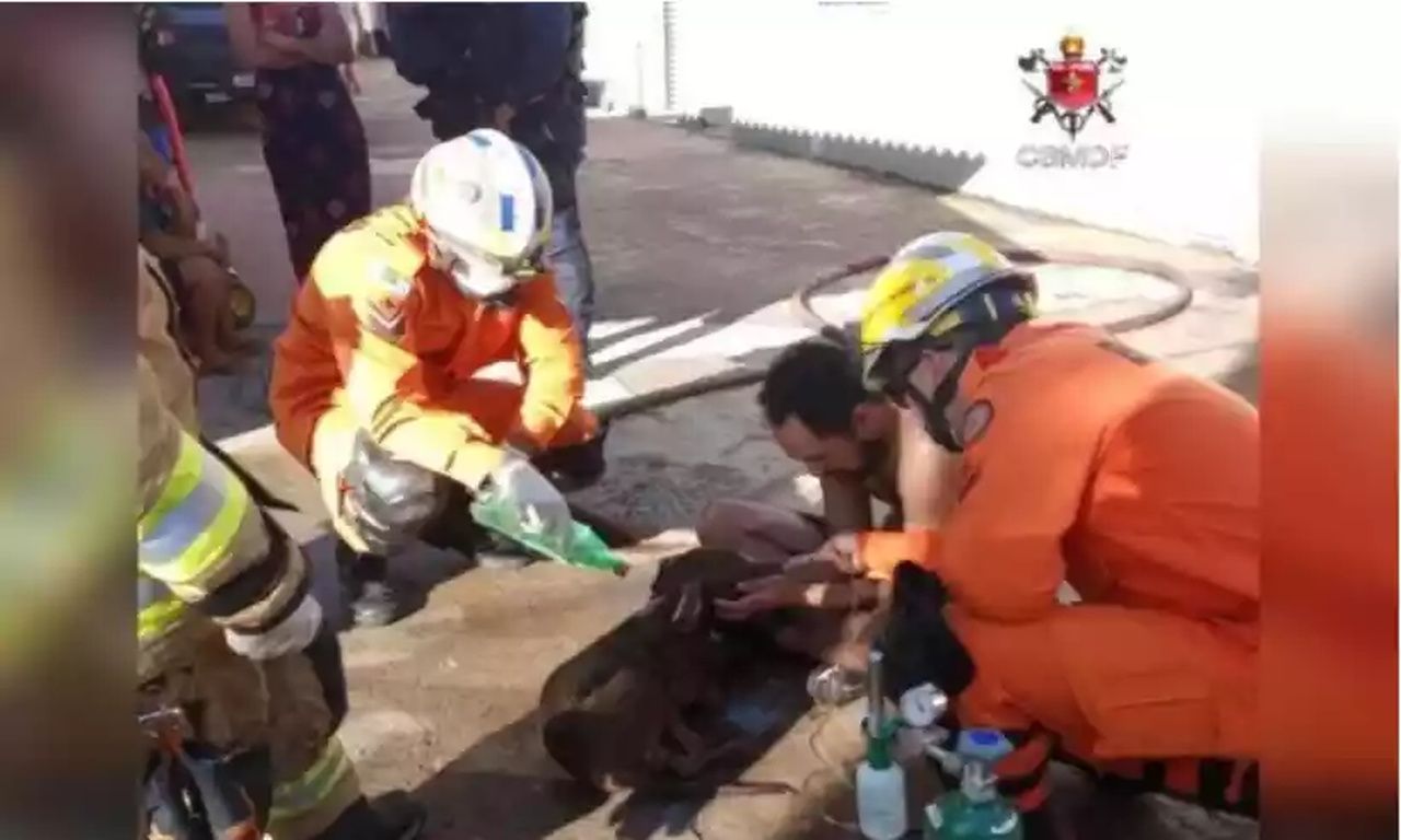 Cachorro desmaia em incêndio e é salvo por bombeiros no DF