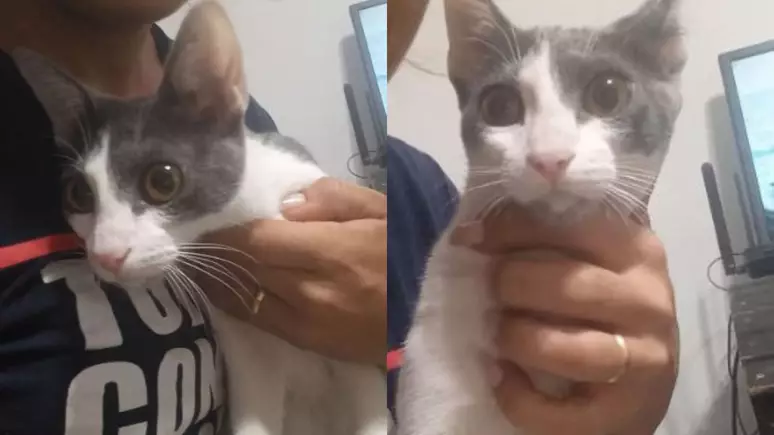 Homem espanca gata, filma agressão e diz que é para mostrar "como se educa"