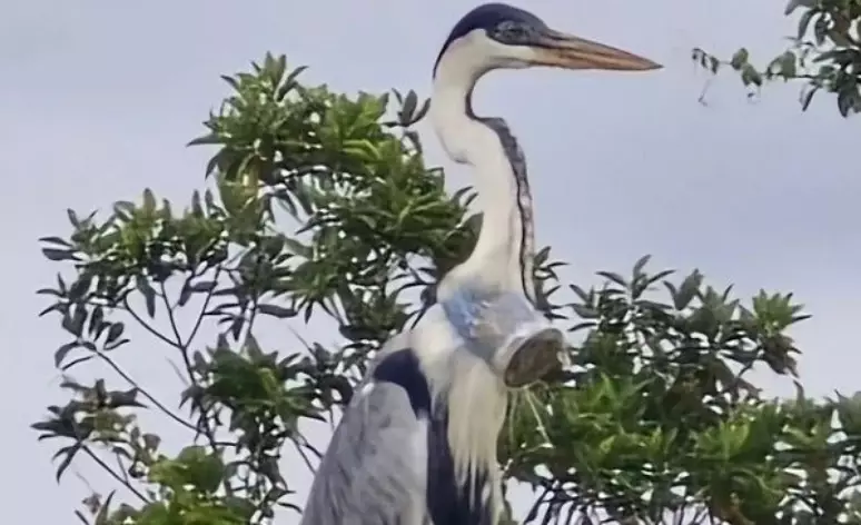 Veterinário flagra garça com copo de plástico preso ao pescoço: 'Fruto da irresponsabilidade das pessoas'