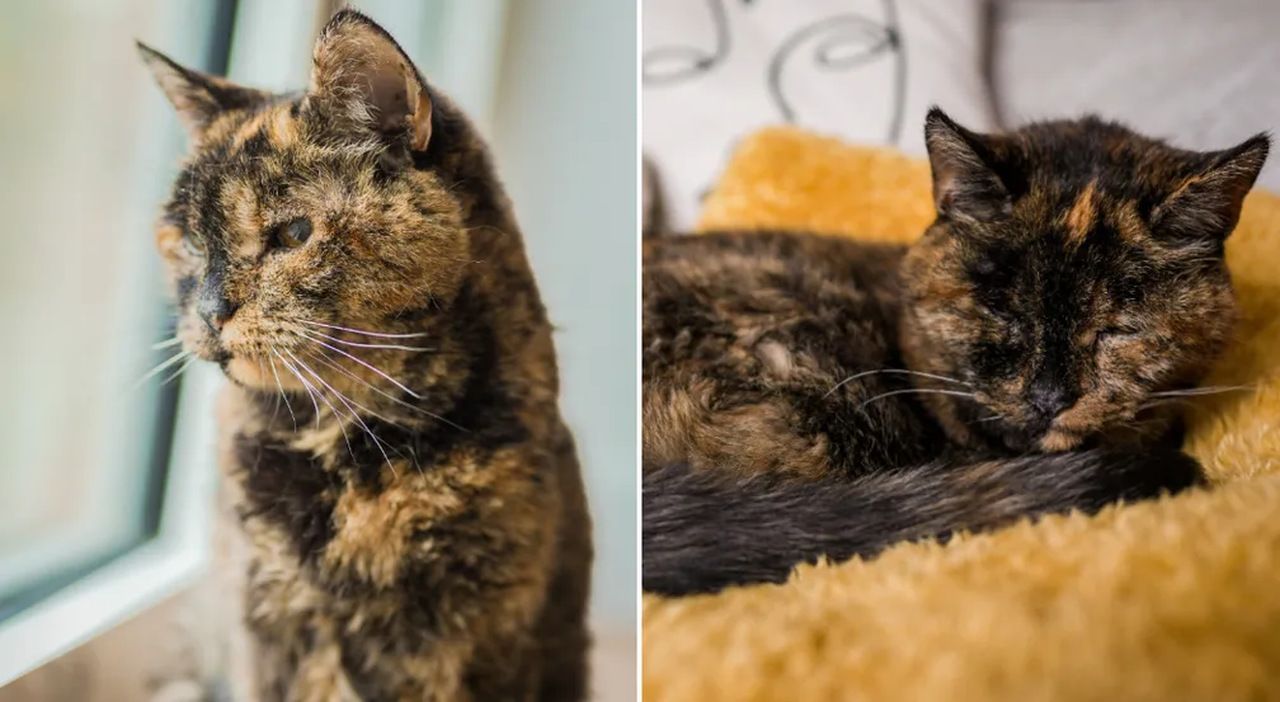 Gata de quase 27 anos ganha título de mais velha do mundo pelo Guinness