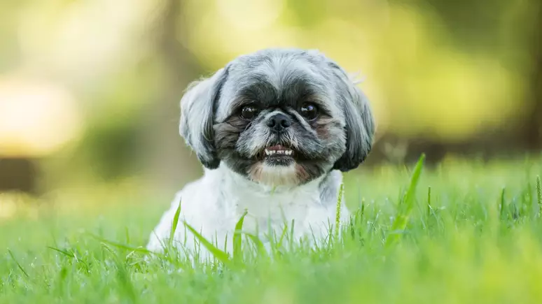 Projeto de lei quer proibir criação e comercialização de Shih Tzu, Buldogue e Pug