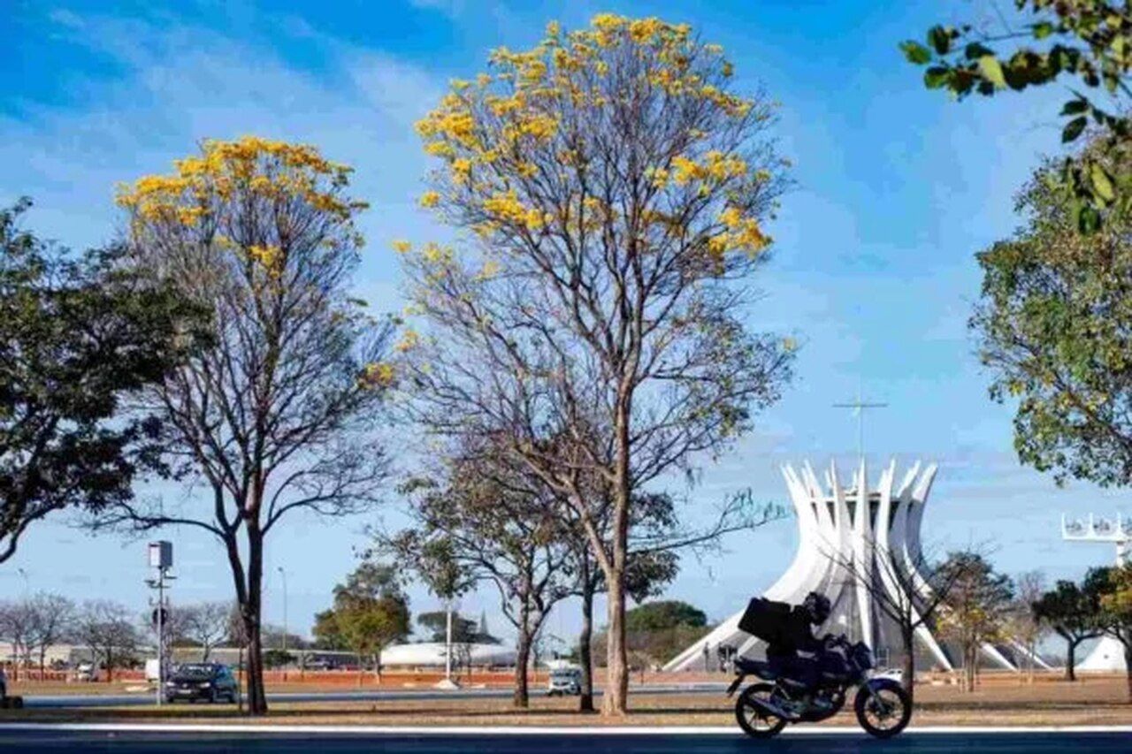 Temporada de ipês-amarelos começa a colorir ruas do DF