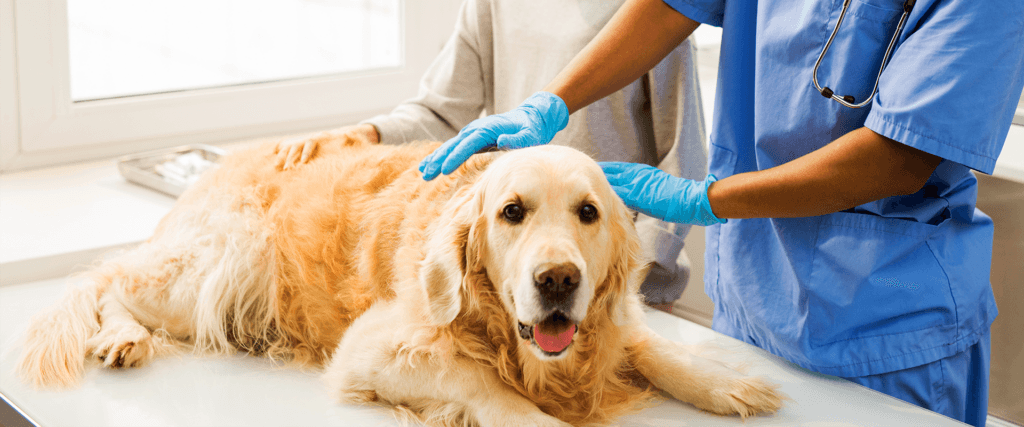 Quando levar o Pet ao Médico-Veterinário?