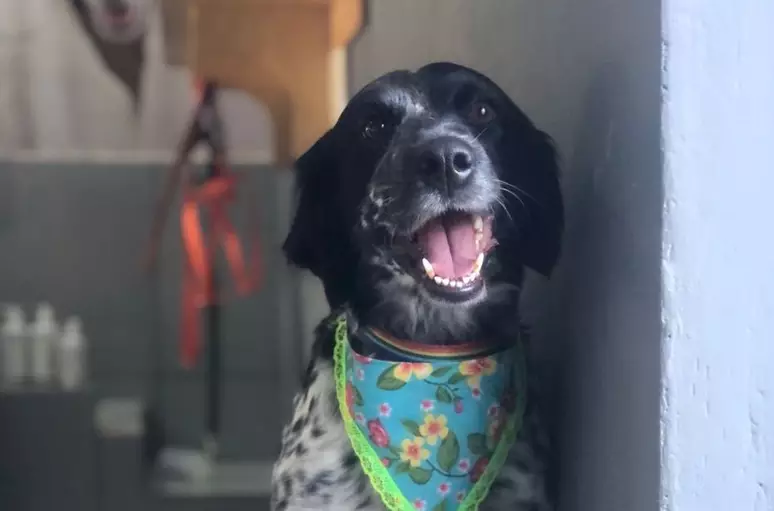 Cadela morre enforcada em pet shop e estabelecimento fecha em GO