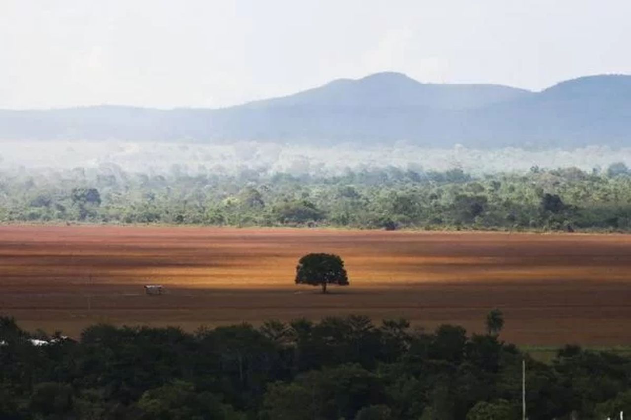 Desmatamento do Cerrado cresce 20% em 2022