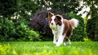 PETS: Outono e dor articular em cães: entenda os efeitos da queda de temperatura