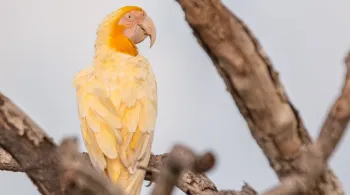 Fotografia rara: arara albina é vista no Cerrado