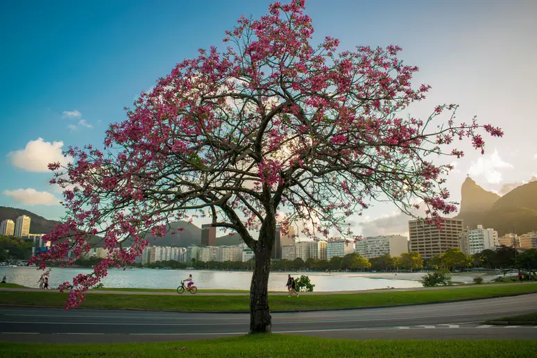 Quando começa a primavera 2023? Veja as características da estação