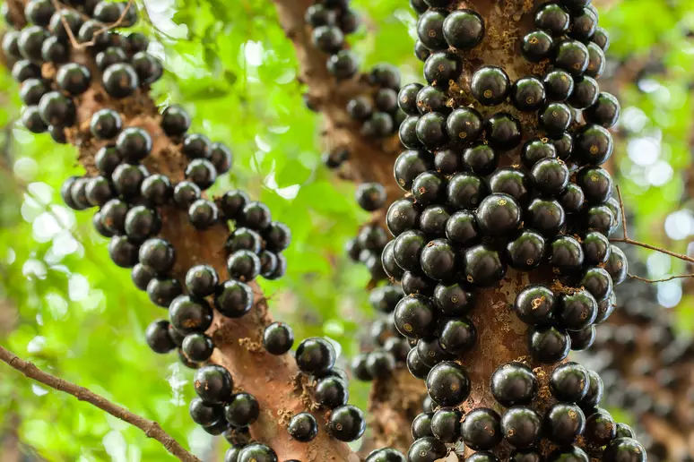Você sabia que a jabuticaba só existe no Brasil e poucos países vizinhos?