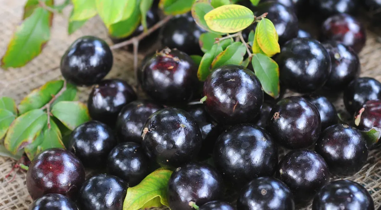 Casca da jabuticaba reduz inflamação e glicemia em quem tem síndrome metabólica