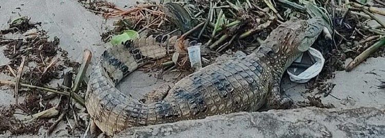 Jacaré é encontrado na areia da praia de Ponta Verde