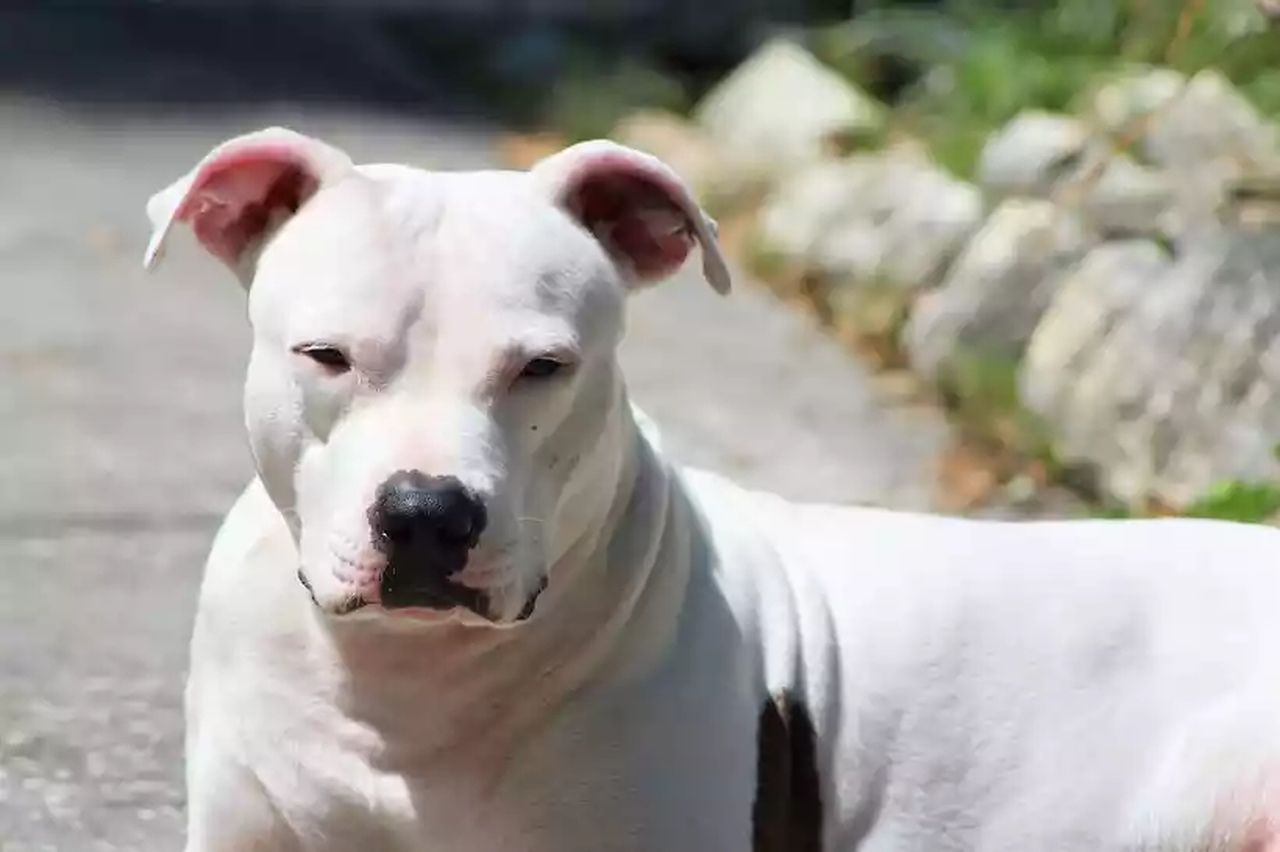 Bebê de 4 meses morre atacado por pit bull da família