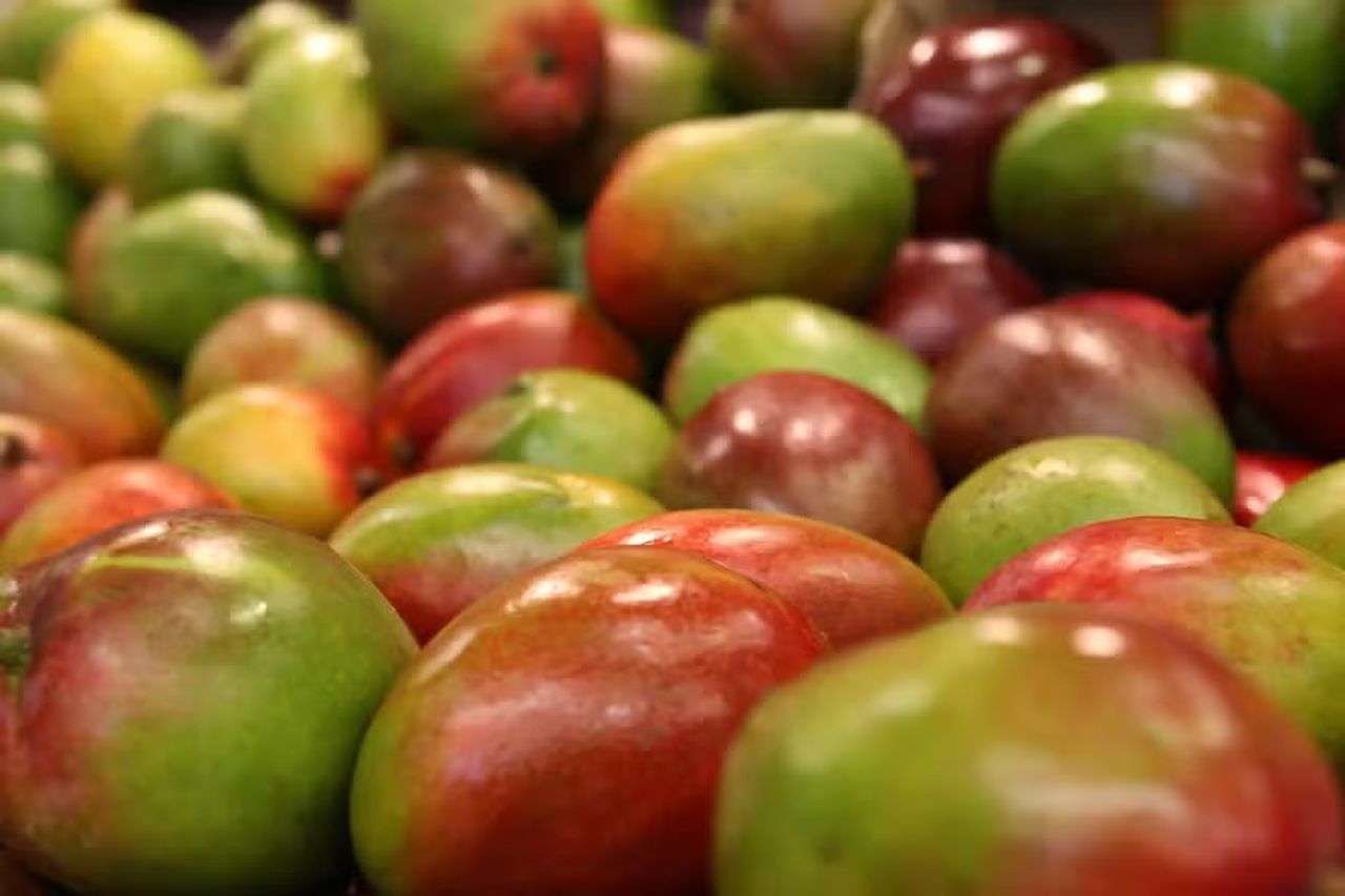 Mangas, uvas e melões que iriam para os EUA serão redirecionados para mercado interno