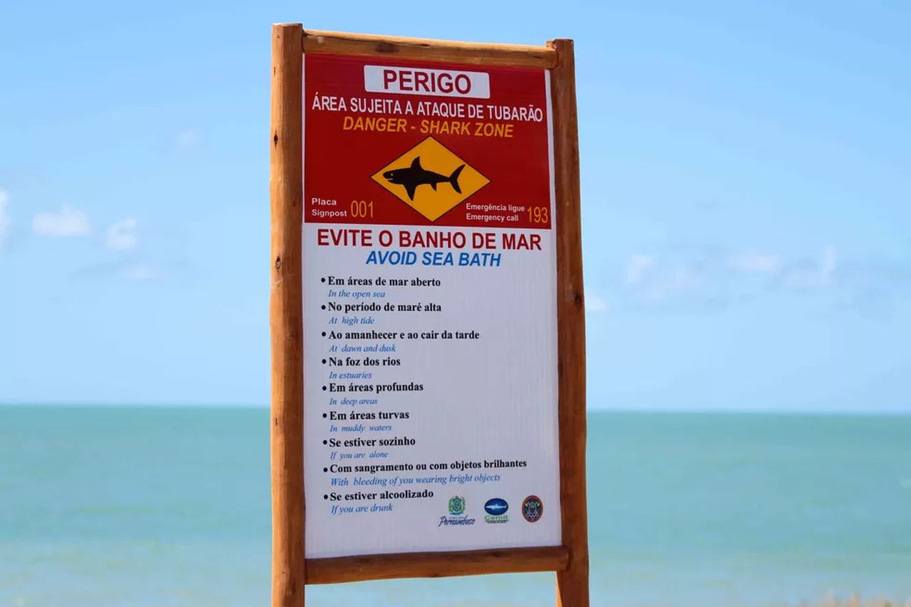 Por que ataques de tubarão são mais comuns em praias de Pernambuco?