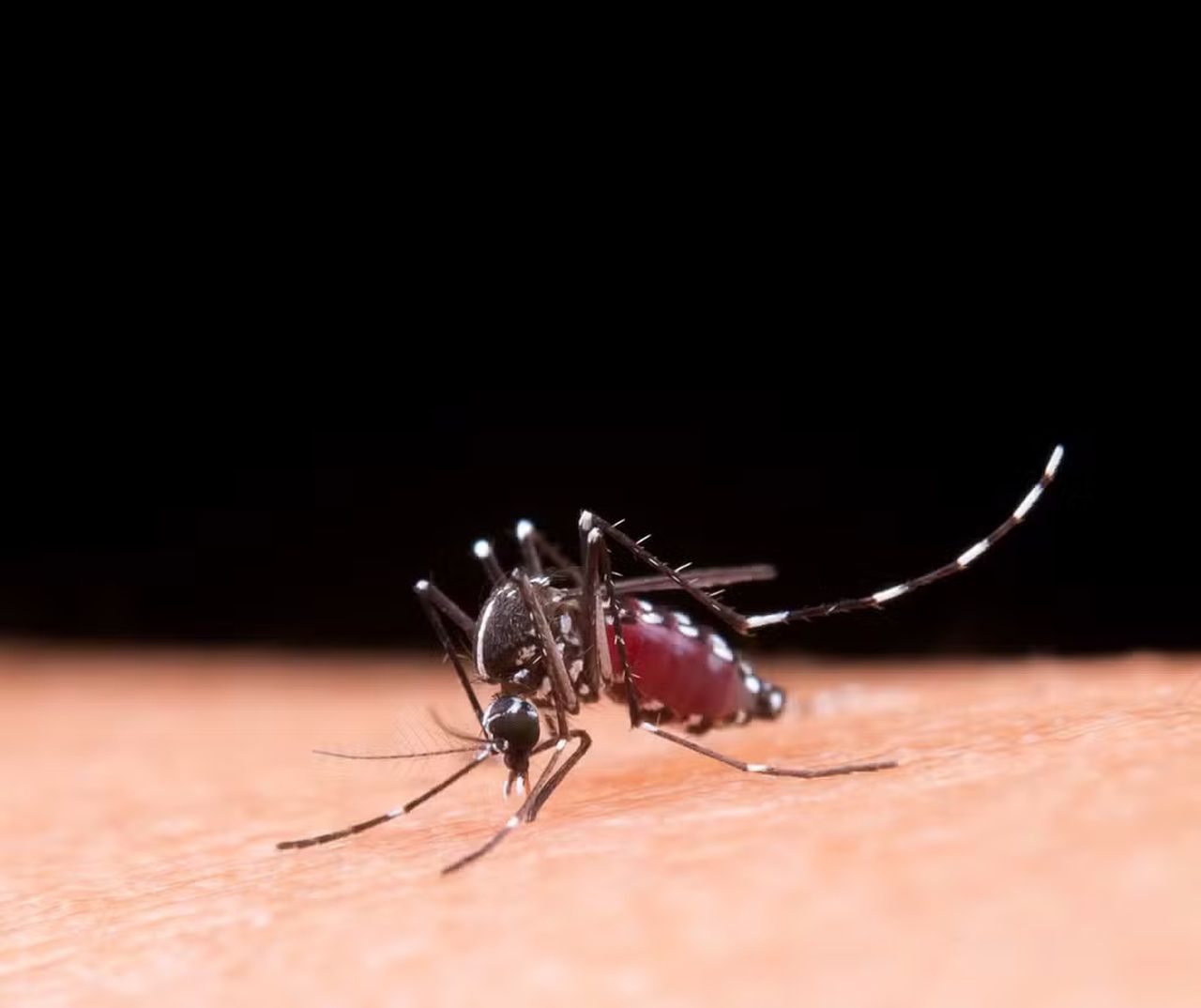 Maceió registra primeira morte causada pela dengue em 2024