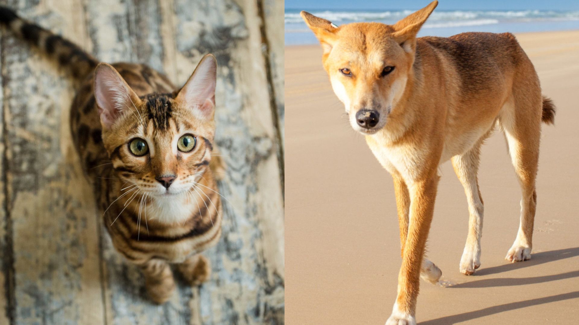 Comemorações com fogos de artifício são traumáticas para os pets
