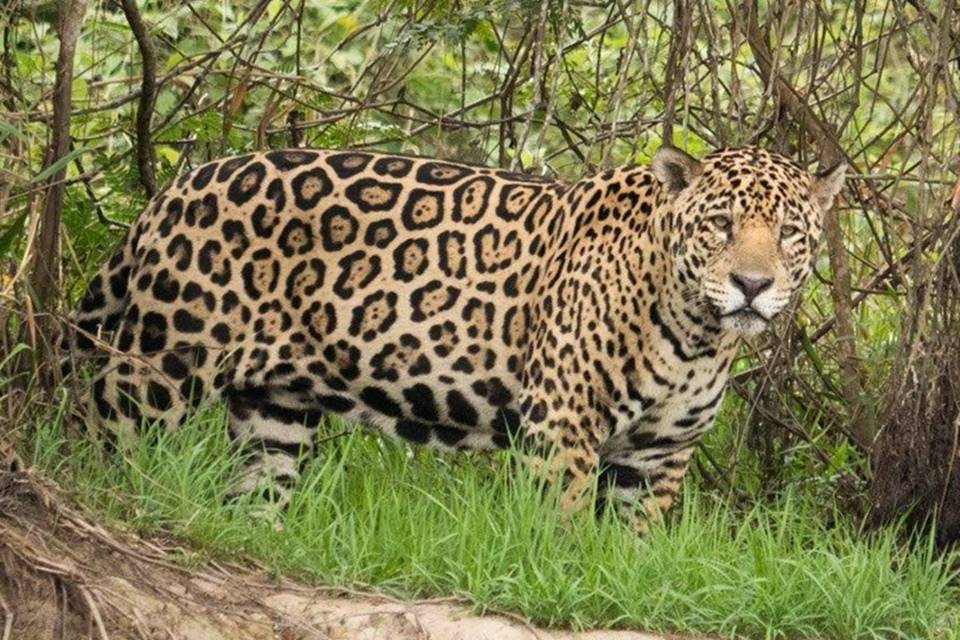 População de animais selvagens no mundo tem queda de 69% em 48 anos