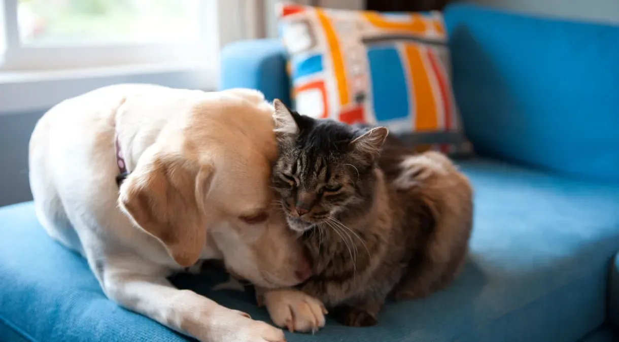 Pets podem pegar dengue? Veja como manter os animais protegidos