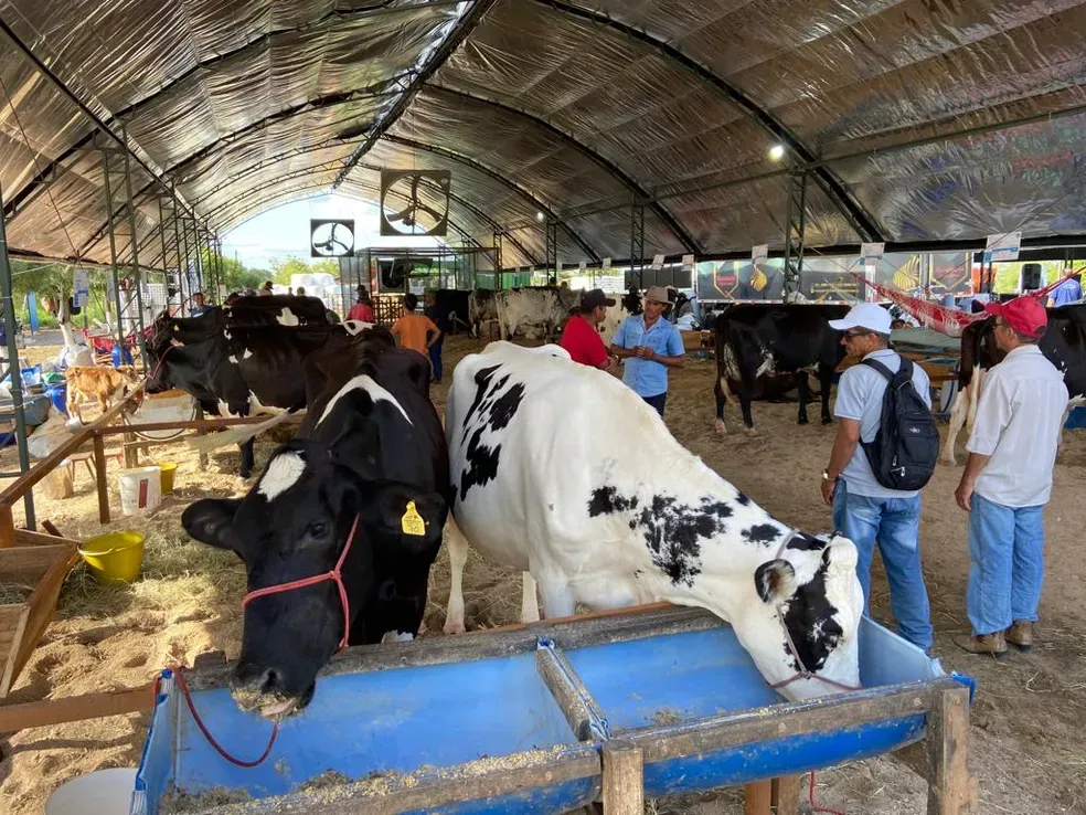 Expoagro Alagoas começa neste sábado com julgamento de raças e leilões