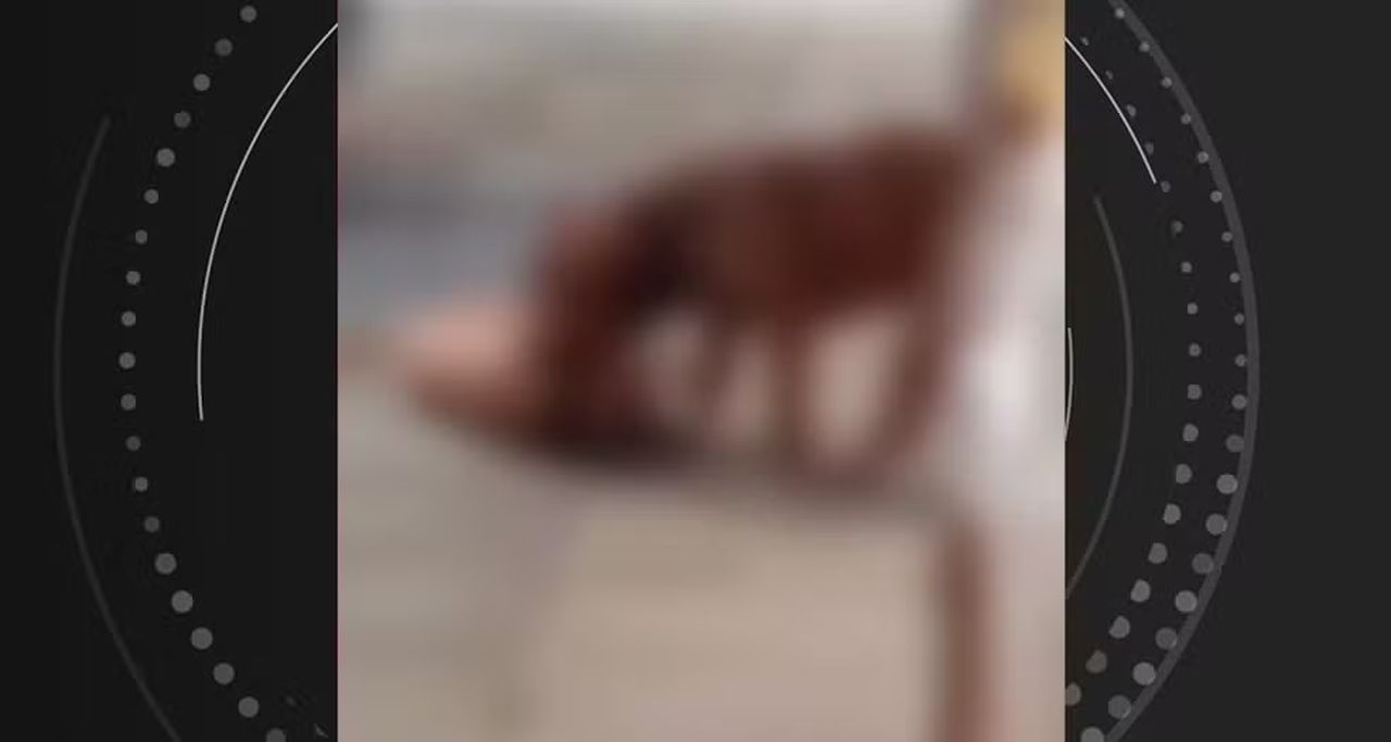 Pitbulls que mataram cachorro na Ponta Grossa, em Maceió, quebraram portão de casa para fugir