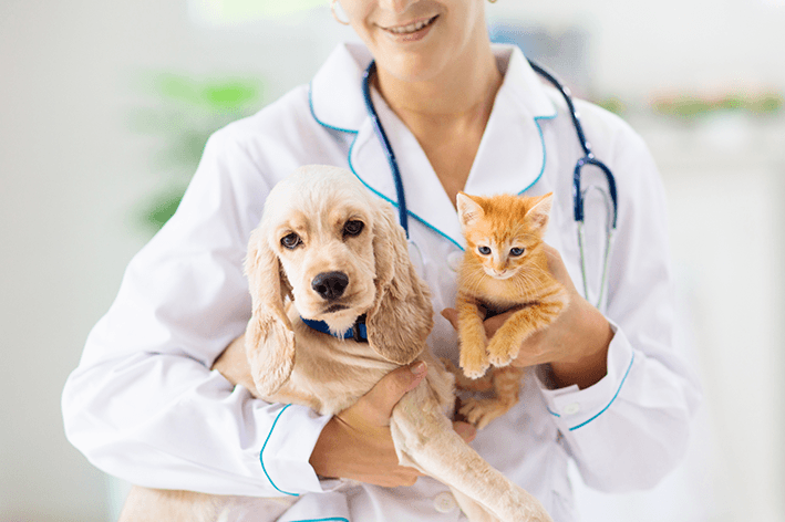 Novo projeto de lei inclui Plano de Saúde Pet como benefício trabalhista