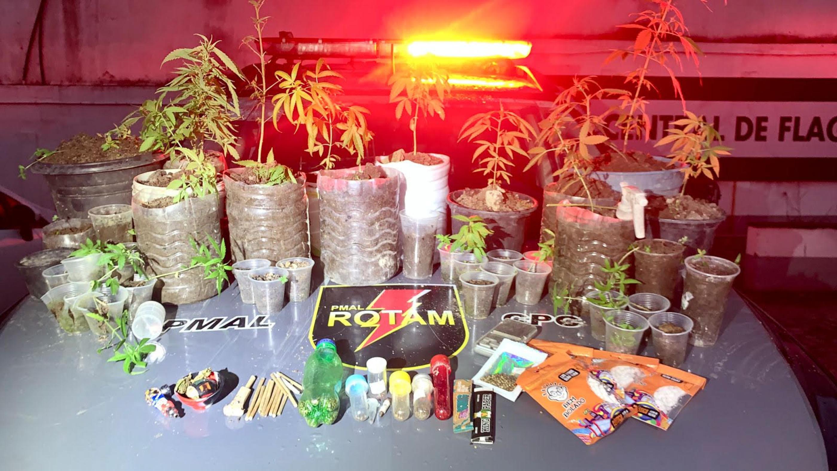 Polícia Militar prende homem e apreende 37 pés de maconha em Satuba