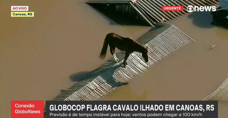 TV flagra cavalo ilhado em telhado de casa no Rio Grande do Sul