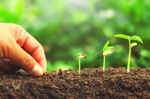 Dia do Meio Ambiente: Sementes de plantas nativas serão distribuídas gratuitamente na Rua Fechada 