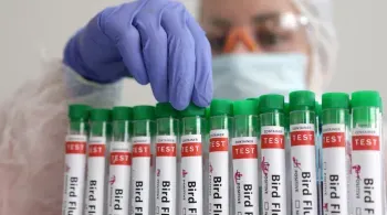 Reino Unido diz que detectou gripe aviária em ovelha pela primeira vez